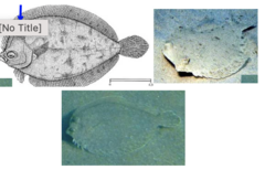 <p>Wide-eyed flounder</p>