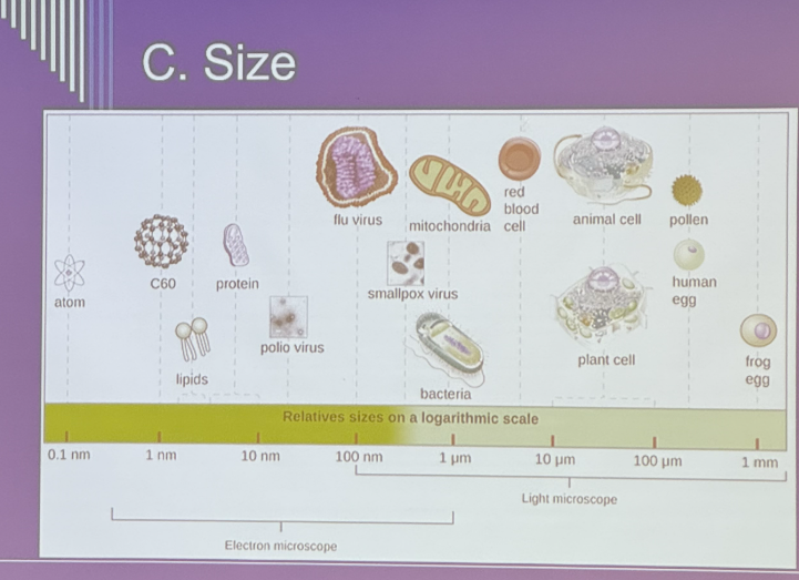 <p>Size of viruses</p>