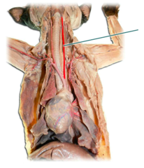 knowt flashcard image