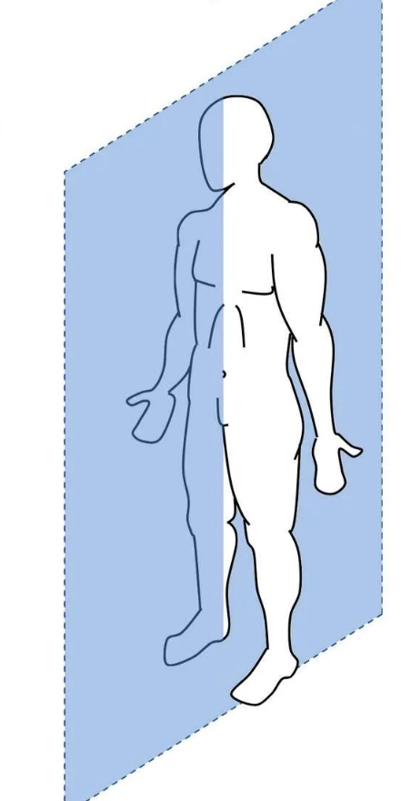 <p>What does the sagittal plane divide?</p>