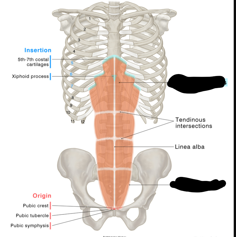 <p>O: pubis </p><p>I: costal cartilage</p><p>A: compress abdomen</p>