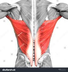 <p>Extends and adducts the humerus</p>