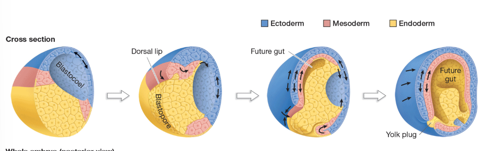 <p>What happens during gastrulation and what are the blastopore and gastrula?</p>