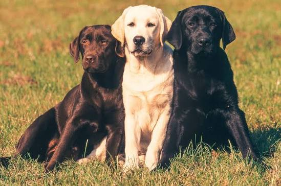 <p>Labrador Retriever</p>