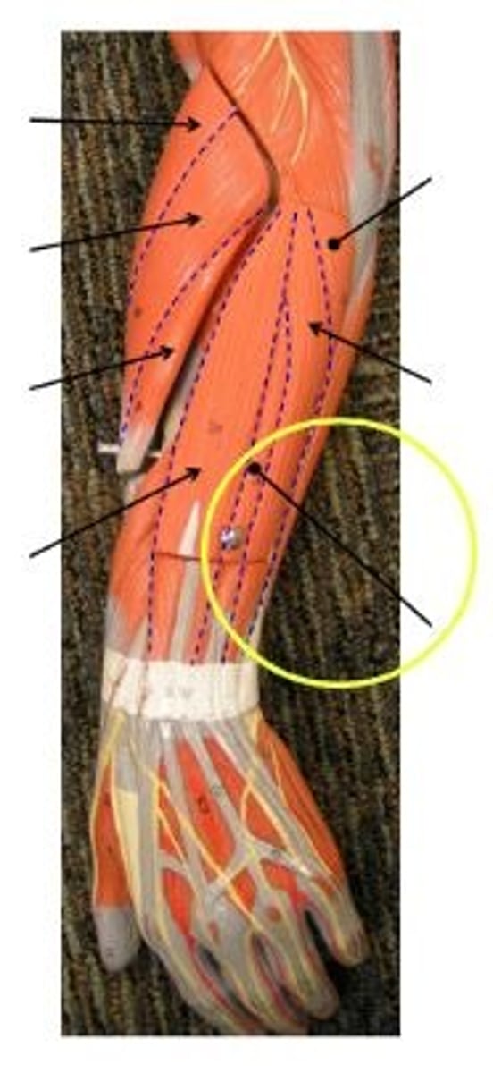 <p>extends little finger</p>