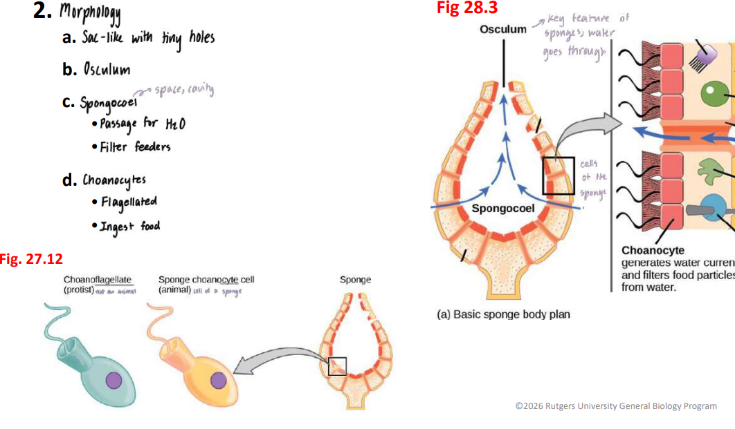 <ul><li><p>Morphology:</p><ul><li><p>   sac like with tiny holes</p></li><li><p>  osculum where water passes through</p></li><li><p>has a spongocoel (space/cavity) that acts as a passage for h20 &amp; filters feeders</p></li><li><p>made up of choanocytes (sponge cells) that are flagellated &amp; ingest food</p></li></ul></li></ul><p></p>
