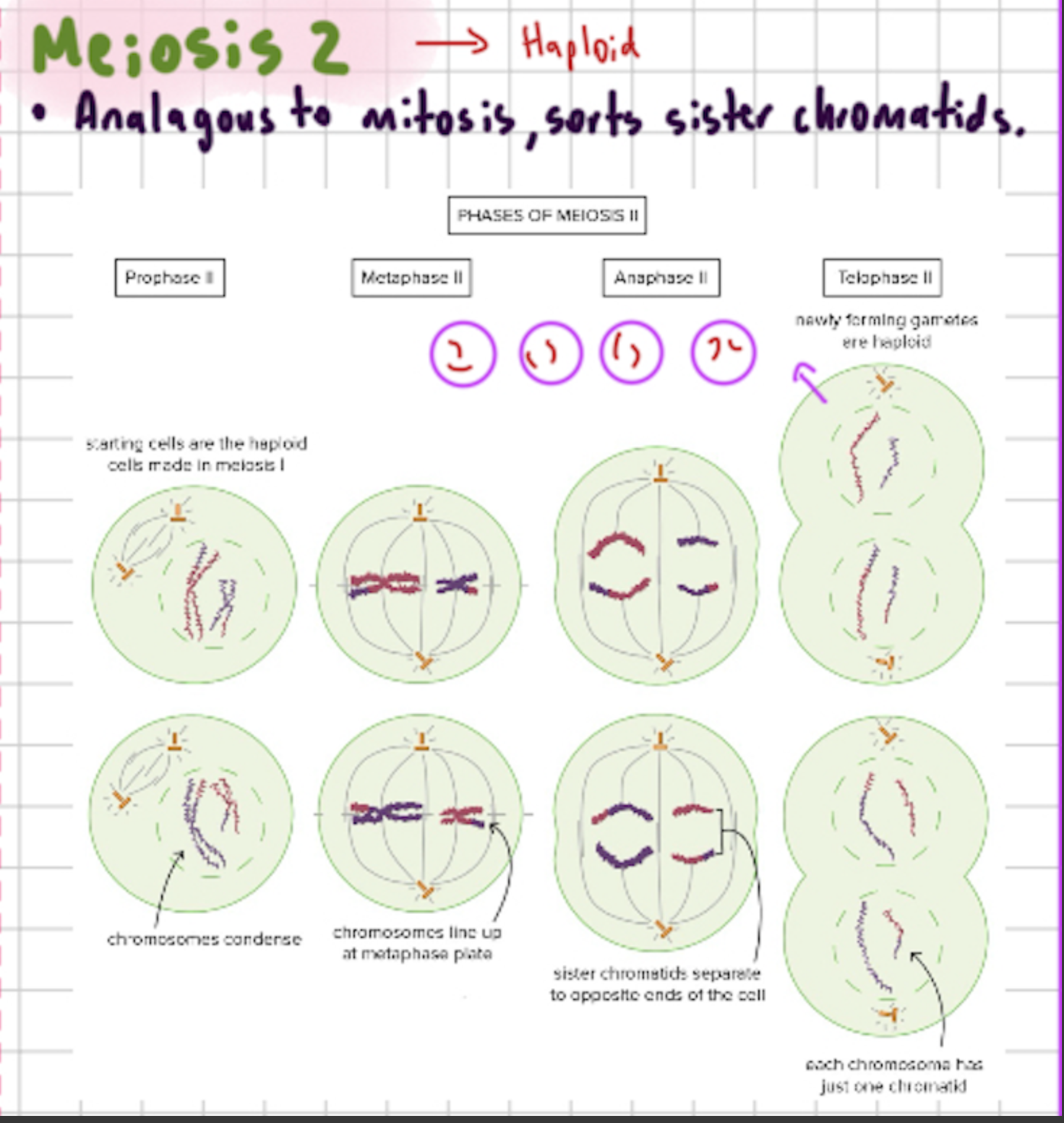 <p>Prophase 2: Haploid chromosomes condense </p><p>Metaphase 2: Chromosomes line up at the metaphase plate</p><p>Anaphase 2: Separation of sister chromatids</p><p>Telophase 2: 4 Haploid cells form </p>