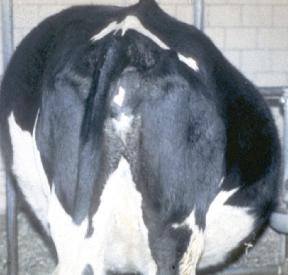 <p>Ruminal Distension</p>