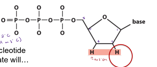 <p>What is different about a dideoxynucleotide triphosphate (ddNTP) used in Sanger sequencing from a normal dNTP? Why is ddNTP used in Sanger sequencing?</p>