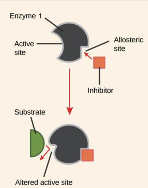 <p>The use of an inhibitor to alter an active site so that it decreases binding affinity to a different substrate</p>