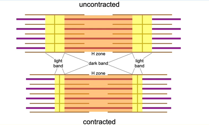 <p>-Z line moves closer</p><p>-sarcomere becomes shorter</p><p>-A band remains the same size [myosin filaments do not shorten] </p><p>-I band and H zone become smaller </p>