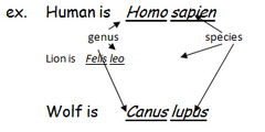 <p>A 2-name system of naming an organism. It is the genus and species of an organism written together.</p>