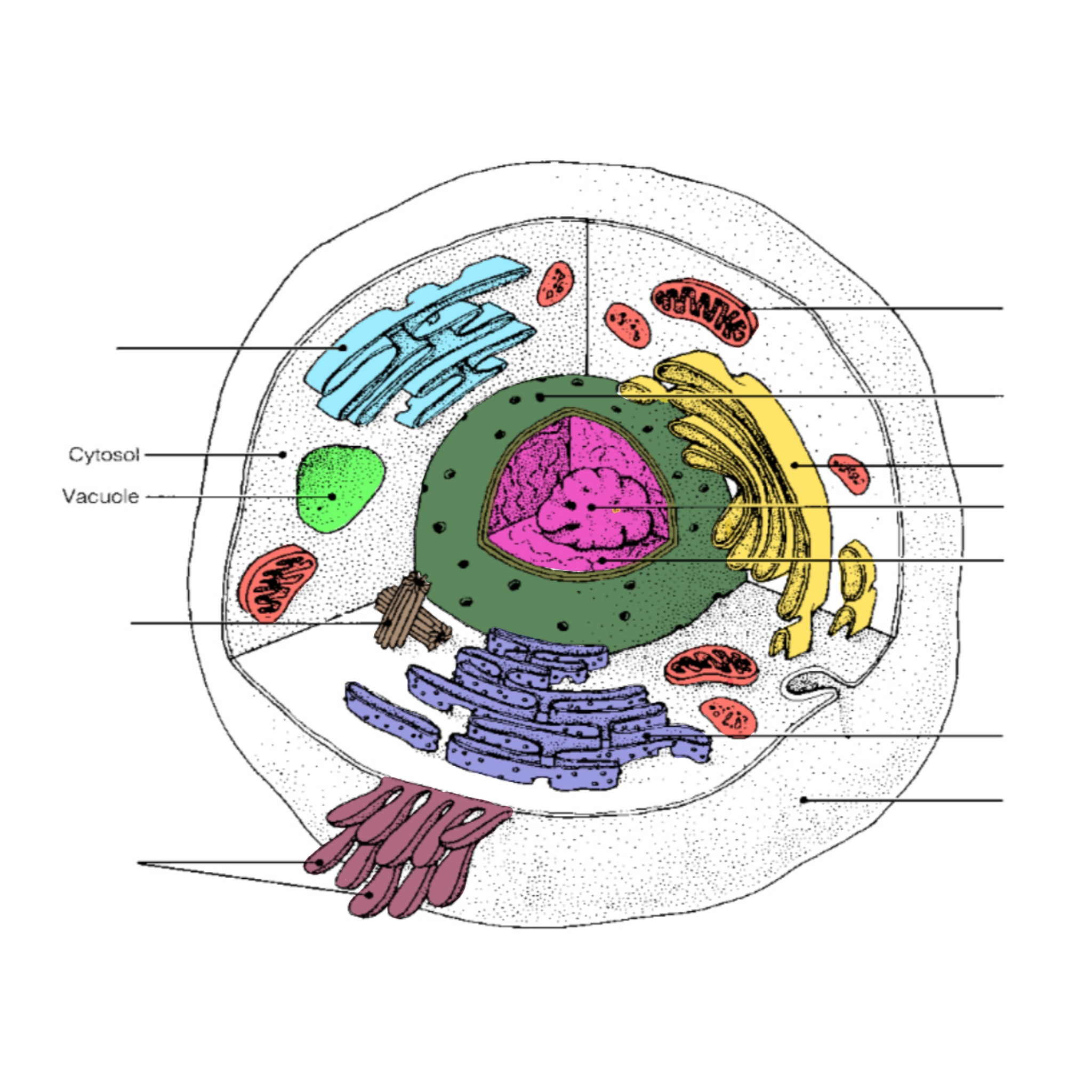 <p>Little organs in cell</p>