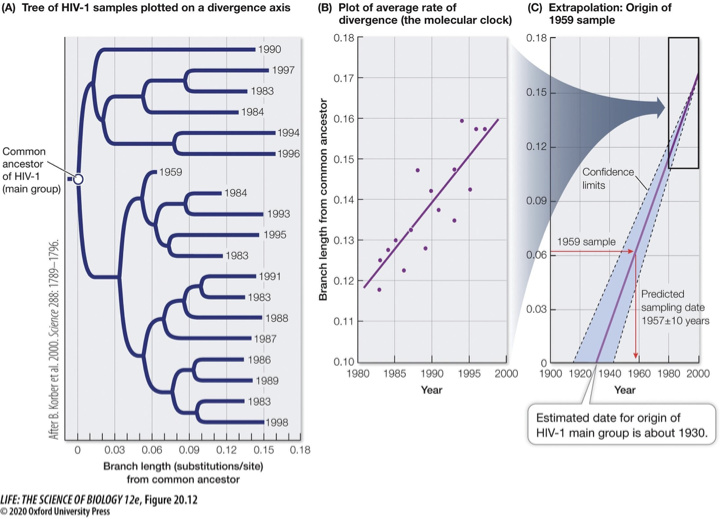 <ul><li><p><span>In <strong><u>closely related species</u></strong>, a given gene evolves at a reasonably constant rate</span></p><ul><li><p><span>Not ALL genes evolve at the same rate</span></p></li></ul></li></ul><ul><li><p><span>The corresponding protein accumulates amino acid replacements at a relatively constant rate: the rate of change is the molecular clock (<strong>slope of the line</strong>)</span></p></li><li><p><span>A molecular clock needs to be <em>calibrated </em>in the evolutionary timeline (e.g., fossil record, biogeographic dates)</span></p><ul><li><p><span>Collect many HIV samples from different years, compare the number of substitutions and mutations (length exemplifies this), translate the tree into a line graph to show a molecular clock, and track this slope back in time to track when the virus jumped from monkeys to humans.</span></p></li></ul></li></ul><p></p>