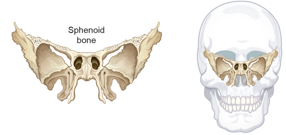<p>located at the base of the skull, behind the ethmoid and in front of the foramen magnum<br>consists of: body, lesser wings, greater wings, and pterygoid plates</p>