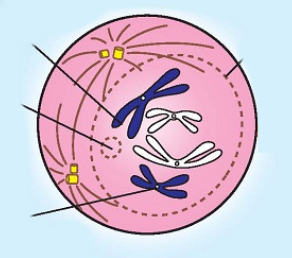 <p>Mitosis: What stage is this?</p>