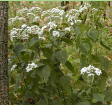 <p>What plant is this?</p>
