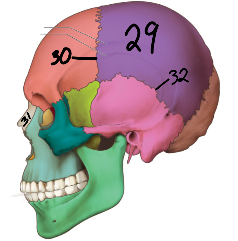 <p>what bone is thirty one ?</p>