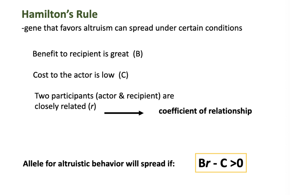 <p>what is Hamilton’s Rule info card </p>
