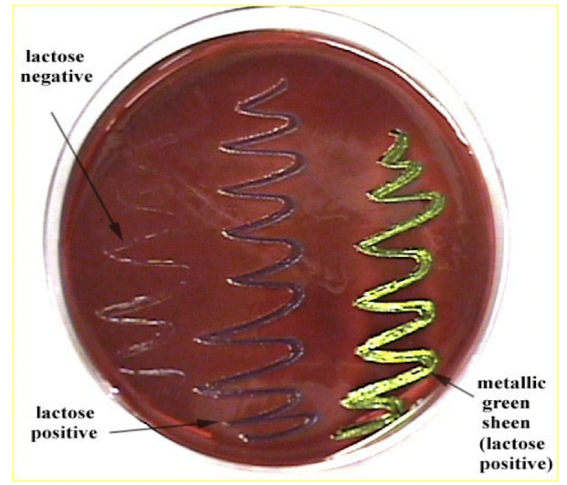 <p>Lactose fermenters produce dark purple/black colonies, sometimes with a metallic green sheen, while non-fermenters remain colorless.</p>