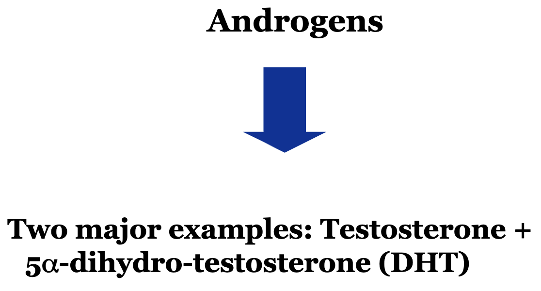 <p>Androgens → Two major examples: Testosterone + 5a-dihydro-testosterone (DHT)</p><ul><li><p>DHT plays a critical function in the sexual development of XY individuals, <strong>beginning early in prenatal life. </strong></p></li><li><p>The role of DHT differs as the person progresses through the different stages of development. </p></li><li><p>It has various impacts on their physiology during childhood, puberty, and even throughout adult life.</p></li></ul><p><em>**In utero, androgens have an impact on male reproductive system for development AND the brain, specifically the hypothalamus (might contribute to sexual orientation).</em></p>