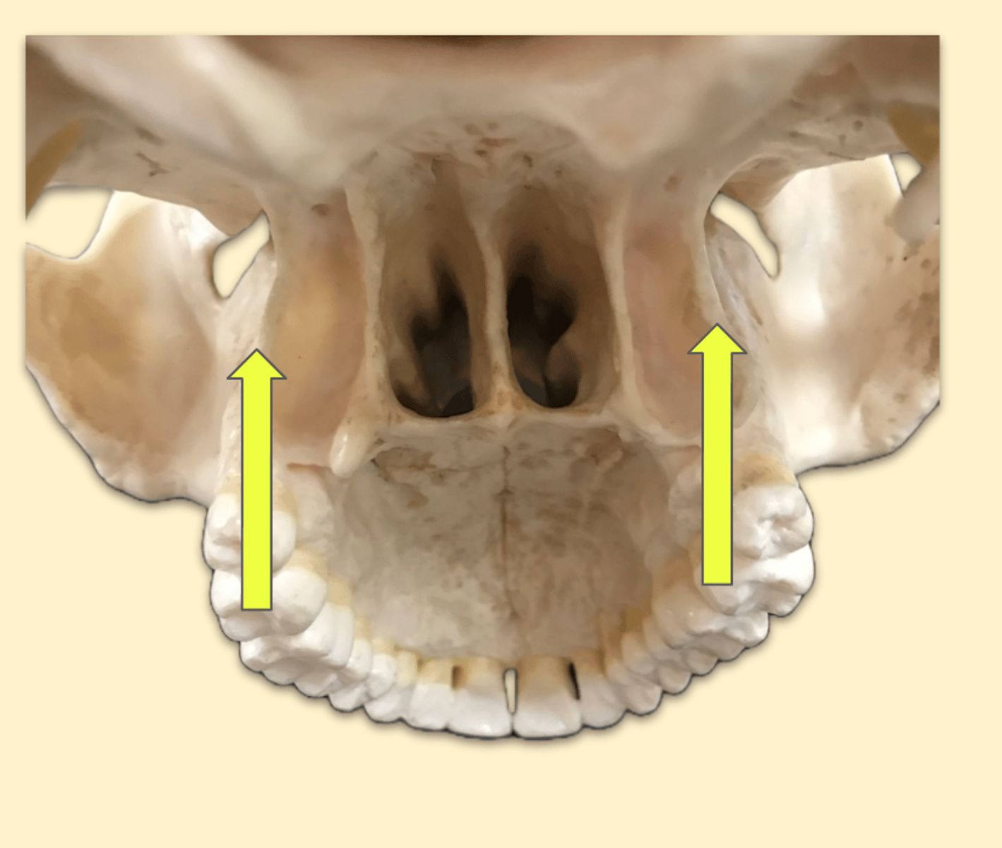 knowt flashcard image