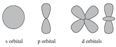 <ul><li><p><strong>s orbitals:</strong> spherical shape, hold <strong>2 electrons</strong></p></li><li><p><strong>p orbitals:</strong> dumbbell shape, three orientations (px, py, pz), hold <strong>6 electrons</strong></p></li><li><p><strong>d orbitals:</strong> more complex shapes, five orientations, hold <strong>10 electrons</strong></p></li></ul><p></p>
