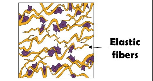 <p>dense CT that has a high number of elastic fibers; allows tissue to bounce back after stretching</p>