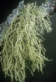 <p>odd:</p><p>podod:</p><p>tr:</p><p>rad:</p><p>druh:</p>