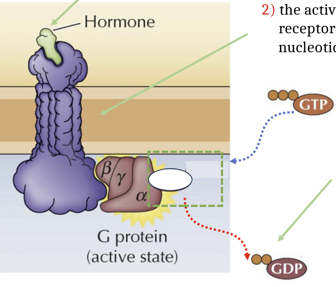 <p>Hormone binds to extracellular domain of GCPR, activating the GPCR causing it to act as a guanine nucleotide exchange factor, stimulating the release of GDP. GDP is exchanged for GTP. G protein in <u>active</u> state. </p><p>Activate GT-bound alpha subunit and beta-gamma complex dissociate from the receptor and interact with their targets (enzymes and ion channels)</p><p>GAP protein hydrolyzes GTP → GDP, sets G protein into inactive state. </p>