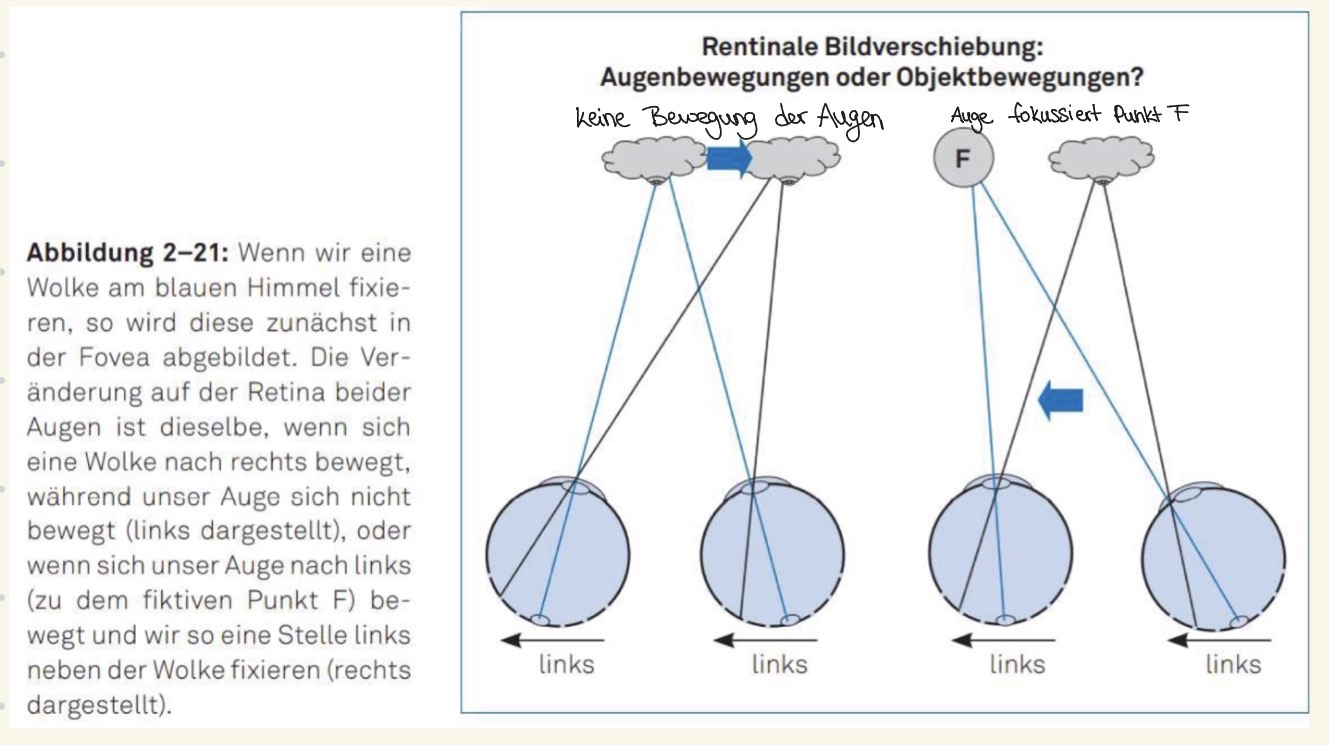 <p><span><strong>Bewegungsnacheffekte</strong></span></p><ul><li><p><span>Adaption der Zellen an die Bewegung Fällt die Reizung weg, feuert sie weniger als im Ruhezustand und kehren die Bewegungswahrnehmung quasi um</span></p></li></ul><p></p>