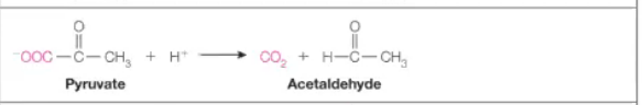 <p><strong>Answer:</strong> Break or form bonds without water or redox reactions.<br><strong>Example:</strong> Pyruvate decarboxylase</p>