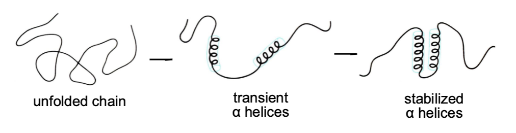 <ul><li><p>hydrophobic effect: main driving force in protein folding</p></li><li><p>Chaperones: prevent aggregation of the newly synthesizes and unfolded protein by binding to exposed hydrophobic regions</p></li><li><p>Random coils: no random - may be very stable</p></li><li><p>Native protein structure = best energetically stable conformation</p></li></ul><p></p>