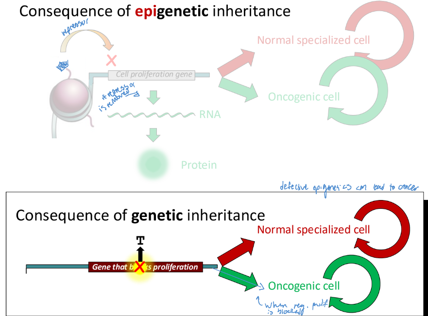 <ul><li><p>a loss of a nucleosome edit, such as methylation, can lead to an oncogenic cell </p></li><li><p>Defective epigenetics can lead to cancer</p></li><li><p>When regulation is blocked, an oncogenic cell is made (which can become cancerous)</p></li><li><p>however, the epigenome isi dymanic and <strong>there can be dynamic changes w/o inheritance that are stable</strong></p></li></ul><p></p>