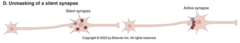 <p>Also a form of CNS reorganization where LTP brings AMPA receptors to a surface after prolonged strong signaling</p>