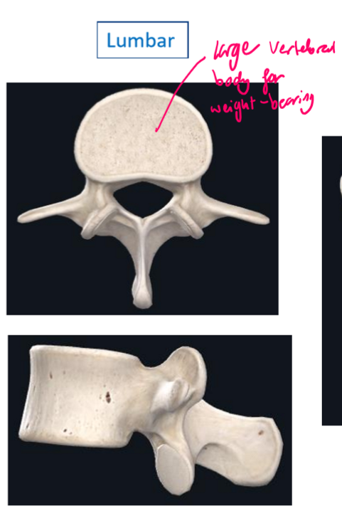<p>Large vertebral body for weight-bearing</p><p></p>