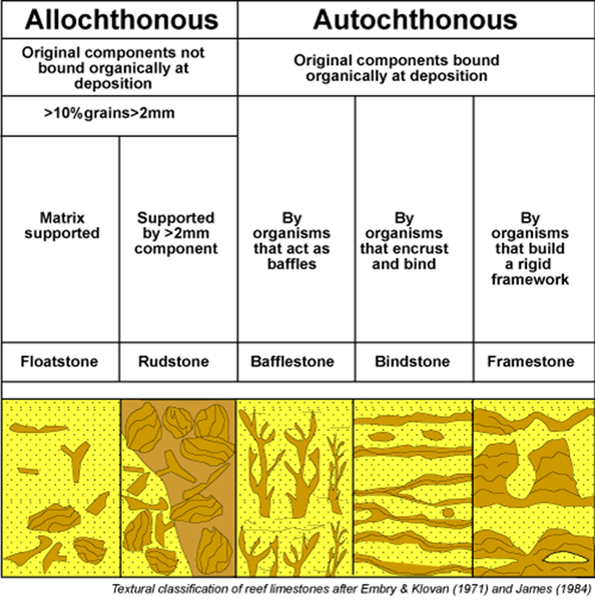 <p><span>1)Autochthonous<sup>*</sup> or allochthonous<sup>#</sup></span></p><p><span>●</span></p><p><span>2)* - Type of “activity” allochems were doing</span></p><p style="text-align: left;"></p><p style="text-align: left;"><span>&nbsp; # - Matrix or grain</span></p><p style="text-align: left;"><span>&nbsp; supported</span></p>