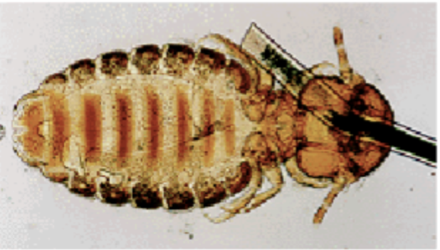 <p>Lice: Is this Mallophaga or Anoplura?</p>