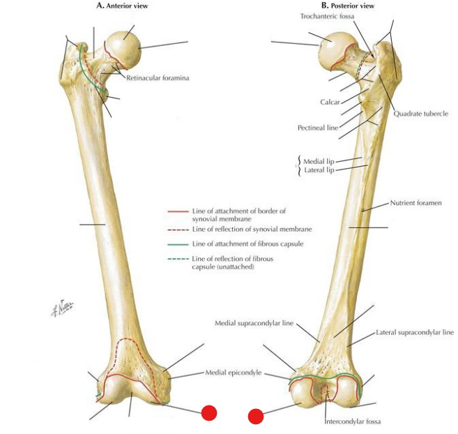 <p>Identify the structure pinned</p>