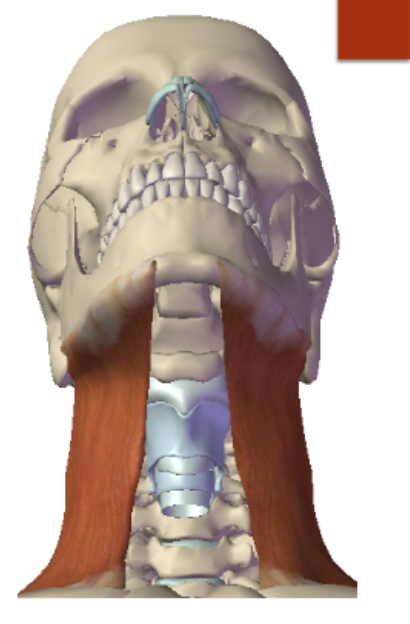 <p>Platysma: Origin </p>