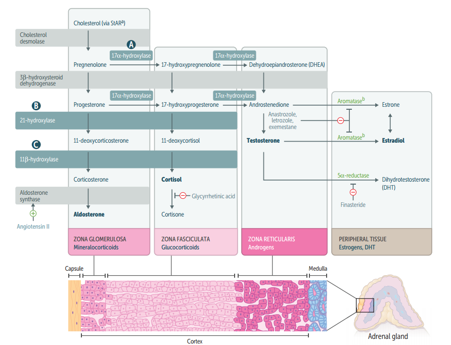 11β-hydroxylase deficiency → ↑ 11-deoxycorticosterone + ↑ adrenal androgens.