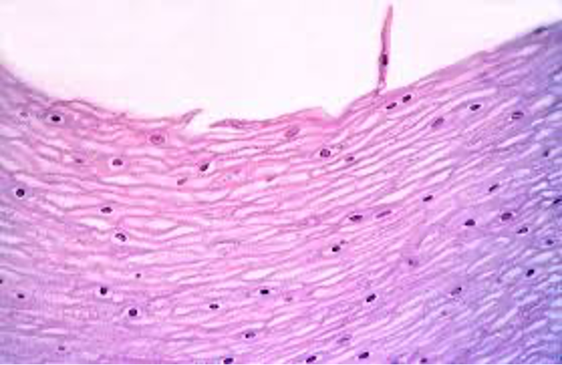 <p>epidermis of skin</p>