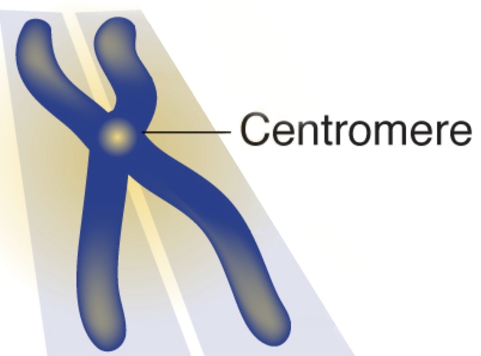 <p>Centromere</p>