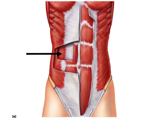 <p>stomach </p>