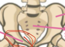 <p>What bone is this?</p>