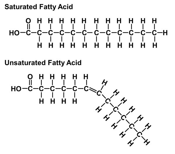 <p>Hydrocarbon skeleton with only single covalent bonds</p>
