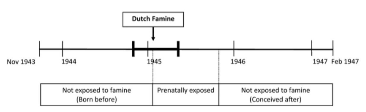 <ul><li><p><span style="background-color: transparent;">Negative effects of prenatal experience may not be immediately evident.</span></p></li><li><p><span style="background-color: transparent;">Fetal programming refers to the belated emergence of effects of prenatal experiences that program physiological set points that govern physiology in adulthood.</span></p></li><li><p><span style="background-color: transparent;">Dutch Hunger Winter study</span></p></li><li><p><span style="background-color: transparent;">Individuals conceived before the famine and exposed to an energy-poor fetal environment late in gestation as adults had increased risk for insulin resistance and impaired glucose tolerance. Those conceived during the famine as adults had increased risk for high serum cholesterol and coronary heart disease. Although they were normal birth weight, they grew up to be at increased risk for obesity</span></p></li></ul><p></p>