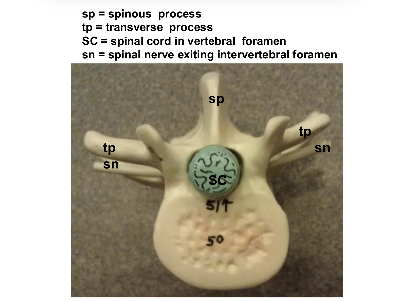 <p>Posterior projection. dorsal extension</p>