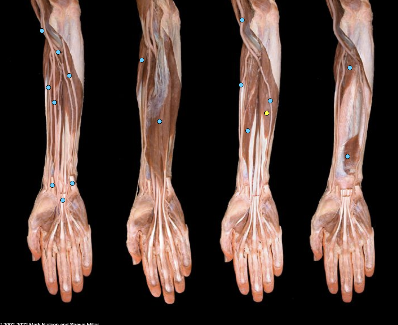 knowt flashcard image