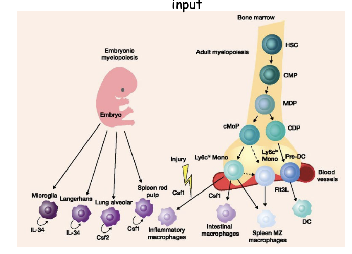<p><span>The majority of tissue macrophage populations are seeded before birth and maintained via self-proliferation throughout adulthood with minimal monocyte input</span></p><p>macrophages have two origins</p><p>some macrophages are from birth: come from embryonic stage they are seeded into the different organs= tissue resident macrophages</p><p>bone marrow derived macrophage: rate of this process is slow but during infection it will accelerate</p>